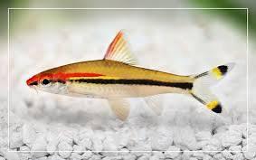 Denison Barb Fish Medium | Each