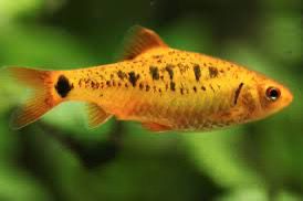 Gold Barb Fish | Each