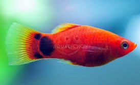 Mickey Mouse Platy Fish | Each