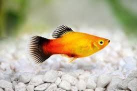 Gold Platy Fish | Each