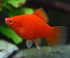 Coral Red Platy Fish | Each