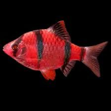 Red Tiger Barb Fish | Each