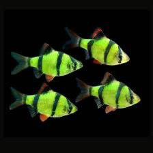 Green Tiger Barb Fish | Each