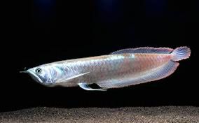 Silver Arowana Fish | Each (5 INCH)