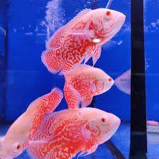 Chilli Red Oscar Fish | Each (4-5 INCH)