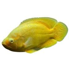 Lemon Oscar Fish | Each (4-5 INCH)