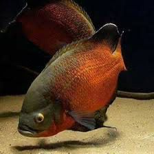 Copper Oscar Fish | Each (4-5 INCH)