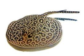 StingRay Fish | Each (5 INCH)