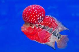 Flowerhorn Fish SRD | Each