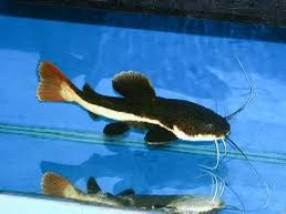 RedTail Cat Fish Small | Each