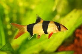 Clown Loach Fish | Each