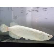 Platinum Pearl Arowana Fish | Each