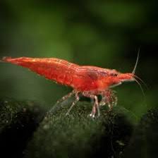 Red Cherry Aquarium Shrimp