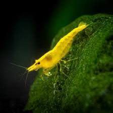 Yellow Aquarium Shrimp