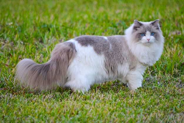 Ragdoll Cat